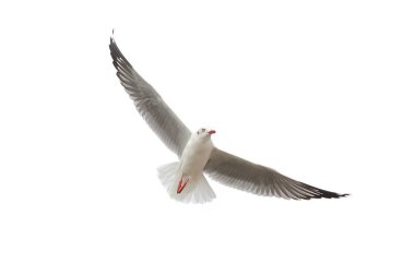 Martı uçan beyaz izole