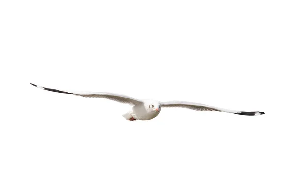 Seagull vliegende geïsoleerd op witte achtergrond — Stockfoto