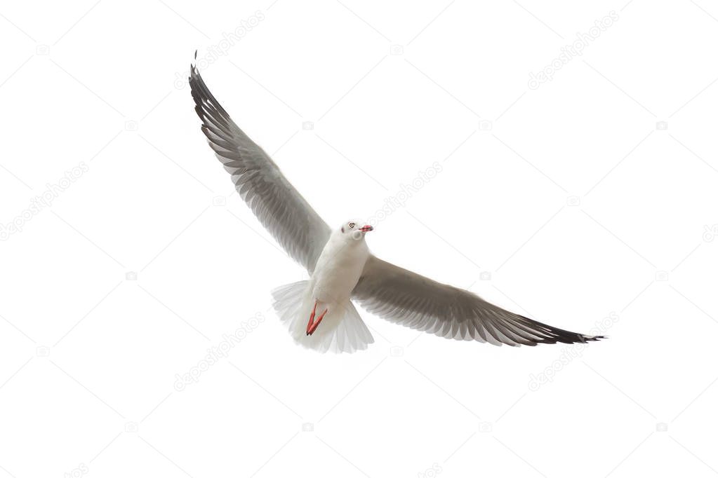 Seagull Flying isolated on white