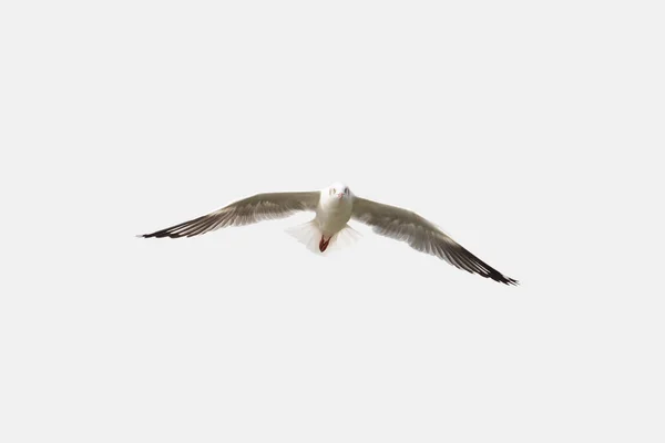 Mouette volant gracieusement dans le ciel isolé — Photo