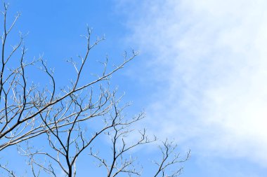 Kurutulmuş dal dal ölü ağaçlar ve gökyüzü arka plan