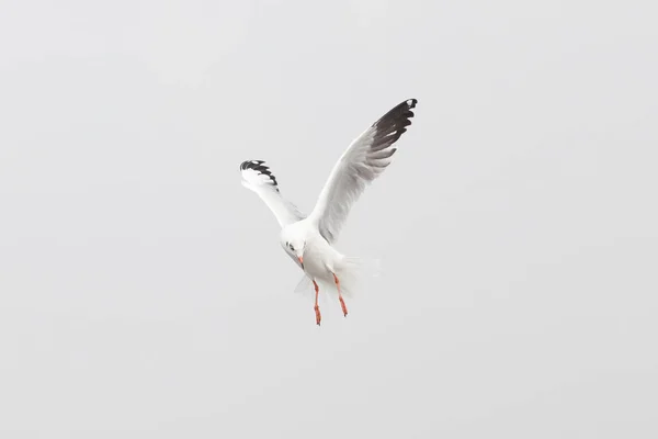 Bird Flying Seagull Isolated on White Background Sky Symbol of Freedom Concept