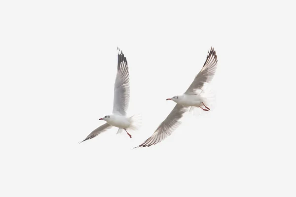 Pták letící Racek izolovaných na bílém pozadí oblohy symbolem konceptu svobody — Stock fotografie