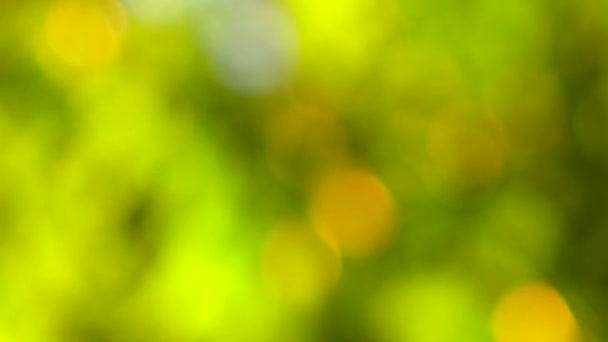 Natural background, blurred tree in golden light with bokeh. — Stock Video