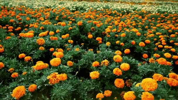 Fukuoka - Barevné květinové pole. Nokonoshima Island Park. Zpomalený pohyb zblízka. Červenec 2016 — Stock video