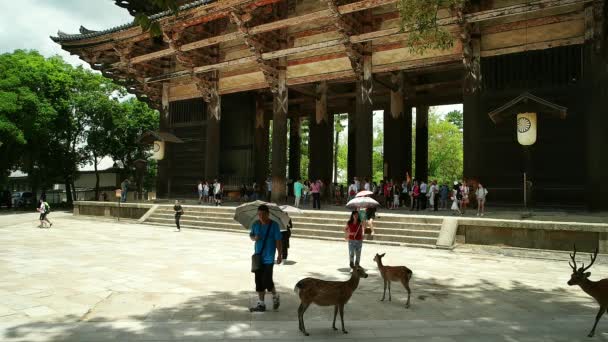 Nara Juli 2016 Turist Och Sikabergen Framför Todai Templets Entré — Stockvideo