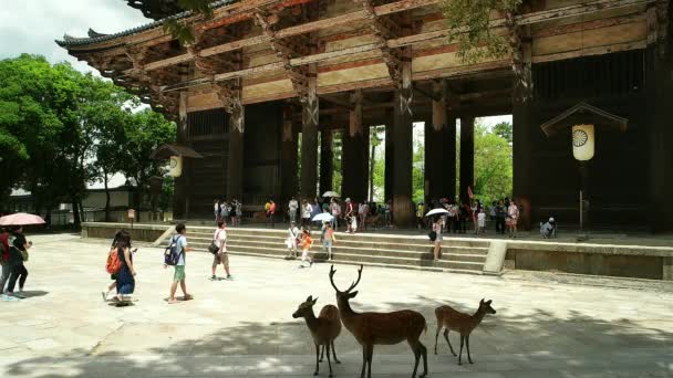 Nara - Turister och sika rådjur framför Todai-ji Temple entrén. — Stockvideo