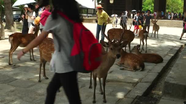 Nara - Primo piano di cervi e turisti Sika di fronte al cancello d'ingresso del Tempio Todai-ji . — Video Stock