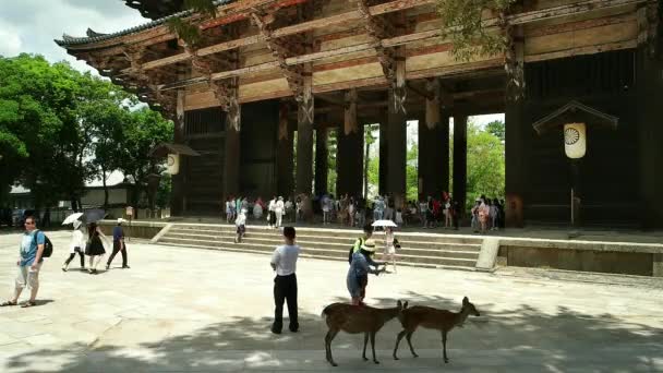 Nara - juli 2016: Turister och sika rådjur framför Todai-ji Temple entrén. Snabba på. — Stockvideo