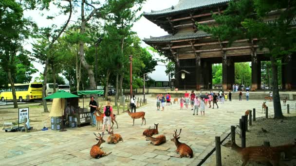 Nara - Toeristische en Sika herten voor Todai-ji Tempel toegangspoort. — Stockvideo