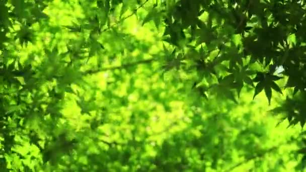 Japanse esdoorn boom bewegen in de wind, natuurlijke achtergrond. 4K-resolutie. — Stockvideo