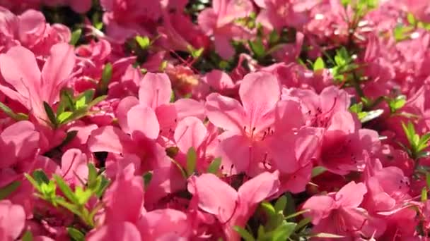 Flores cor-de-rosa, feche a panela. Resolução 4K — Vídeo de Stock