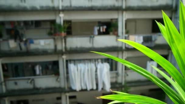 Hong Kong - Primer plano de la planta con edificio residencial típico con porche y colgar la ropa desenfocada en el fondo. Panorámica. Kowloon. Octubre de 2016 — Vídeos de Stock