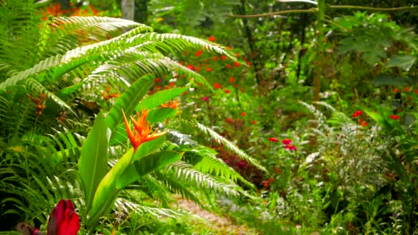 Βίντεο Φρέσκα Πράσινα Καλοκαιρινά Φυτά Χλωρίδα Στη Φύση — Αρχείο Βίντεο