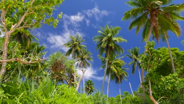 Palmiye Ağaçları Mavi Gökyüzü Alt Görünüm Videosu — Stok video