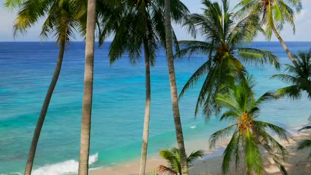 Parlak Mavi Deniz Suyu Tropik Palmiye Ağaçlarının Videosu — Stok video