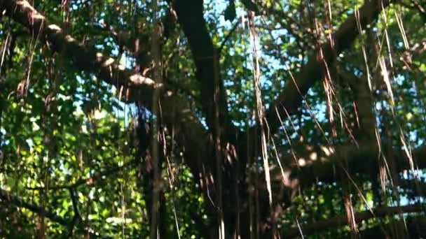 Banyan boom met luchtwortels. Natuurlijke achtergrond. 4K-resolutie. — Stockvideo