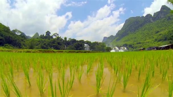 Rice field close up with Ban Gioc waterfall in background. Tilting. — Stock Video