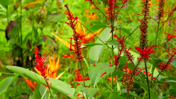 Video Fresh Green Summer Plants Flora Nature — Stock Video