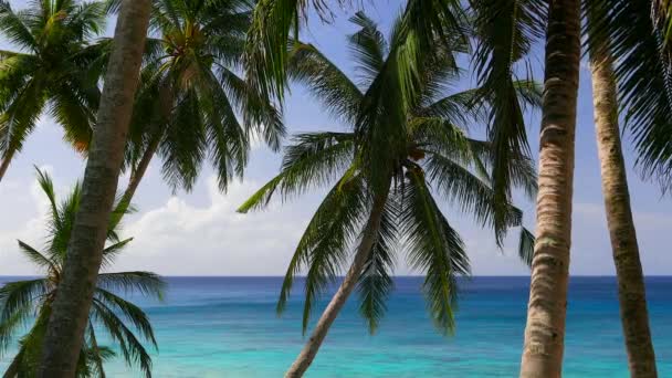 vidéo, palmiers et ciel bleu et eau de mer 