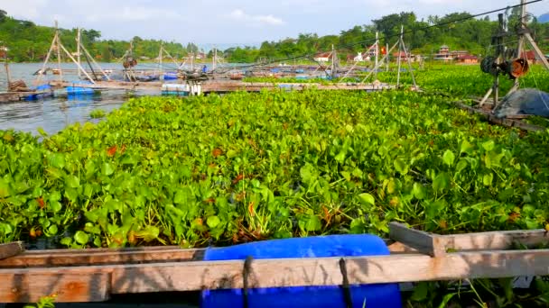 Lake Toba with fishing cages and Water Hyacinth. 4K resolution. — Stock Video