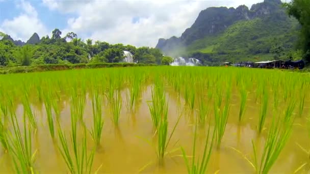 Pole ryżowe z wodospadem Ban Gioc w tle. Przechylenie. — Wideo stockowe