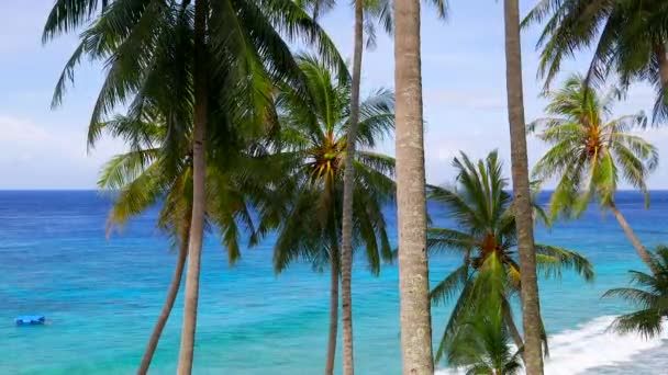 vidéo d'eau de mer bleu vif et de palmiers tropicaux  