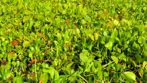 Vídeo Plantas Verdes Frescas Ondeando Agua Del Pantano Flora Naturaleza — Vídeos de Stock