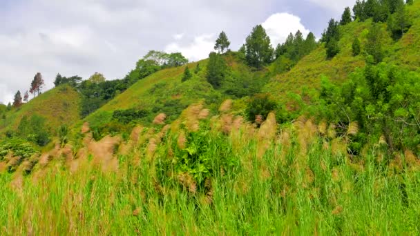 Long grass by lake Toba. 4K resolution — Stock Video