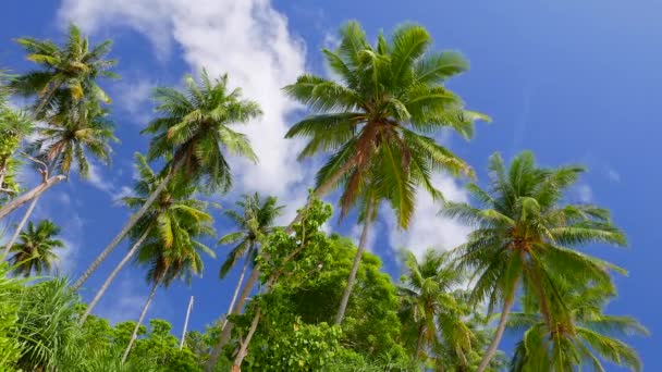 棕榈树和蓝天 底部视图视频 — 图库视频影像