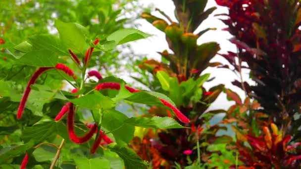 Video Von Frischen Grünen Sommerpflanzen Flora Der Natur — Stockvideo