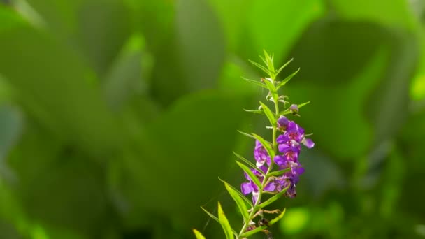 Vídeo Plantas Verdes Frescas Verão Flora Natureza — Vídeo de Stock