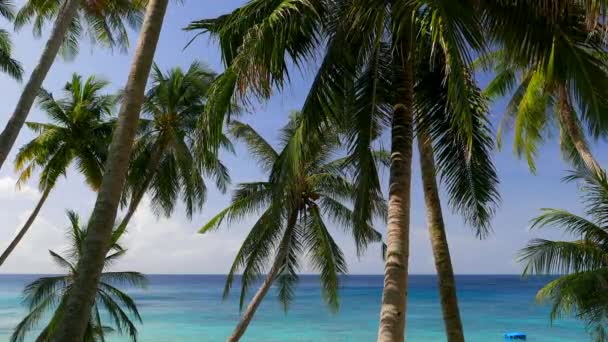 vidéo d'eau de mer bleu vif et de palmiers tropicaux  