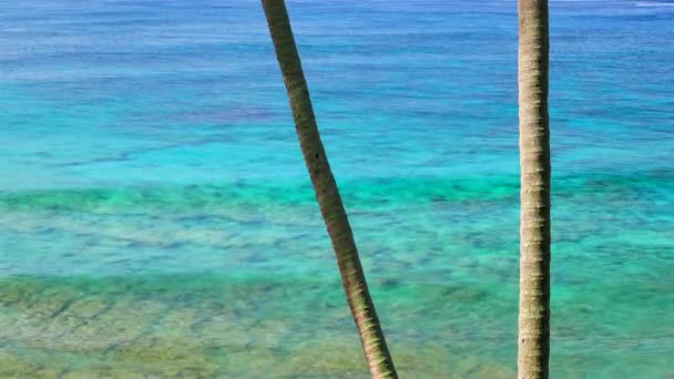 Vídeo Agua Mar Azul Brillante Troncos Árbol — Vídeo de stock