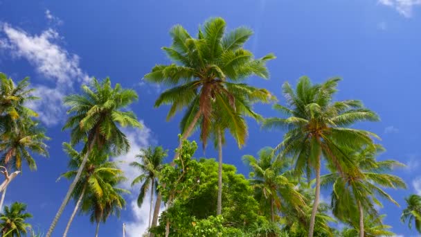 Palmiye Ağaçları Mavi Gökyüzü Alt Görünüm Videosu — Stok video
