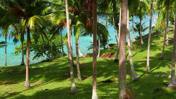 Video Von Strahlend Blauem Meerwasser Und Tropischen Palmen — Stockvideo