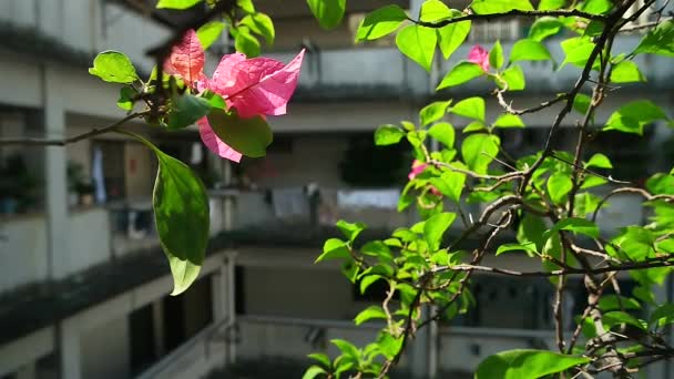 Hong Kong - Close-up van de plant met typische residentiële gebouw met veranda en opknoping wasserij gedecentraliseerd in de achtergrond. Kowloon. oktober 2016 — Stockvideo