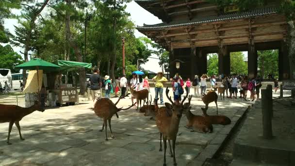 奈良-東大寺入口ゲート前の鹿鹿鹿と観光客. — ストック動画