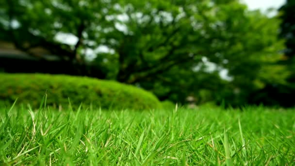 Japonská zahrada. Zelená tráva a rozmazané stromy v pozadí. 2016 — Stock video