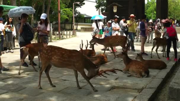 Nara - Közelkép a Sika szarvasok és turisták előtt Todai-ji templom bejárati kapu. 4K felbontás — Stock videók