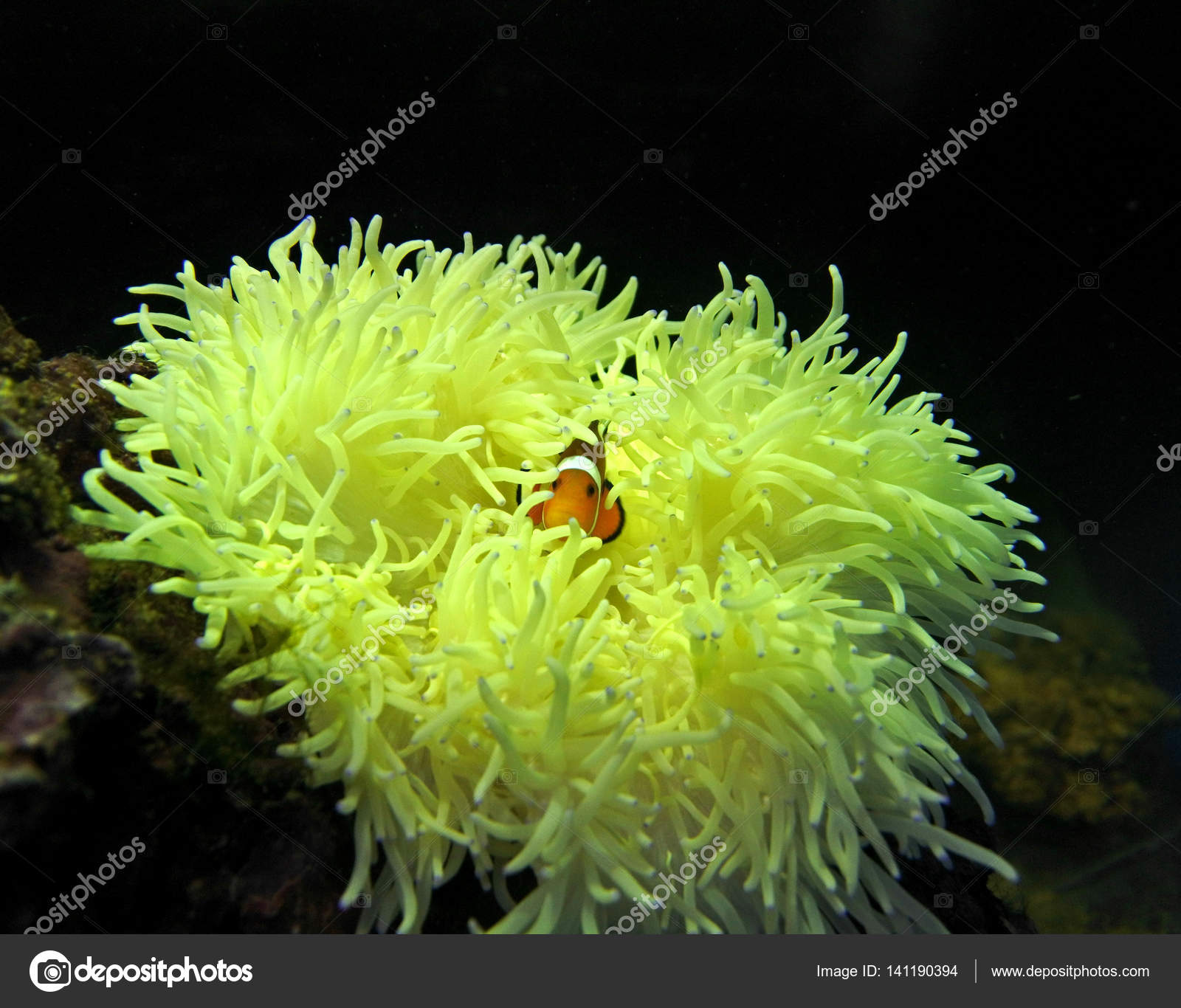 Klovnefisk (Amphiprion Ocellaris ) – stockfoto © OlgaLiss #141190394, image size:1600x1366