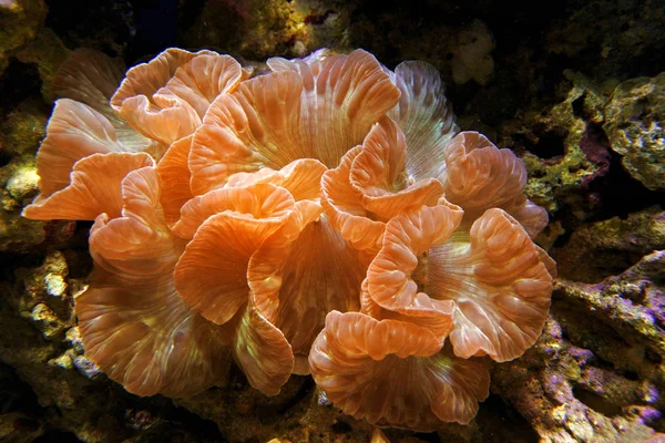 Coral raposa (Nemenzophyllia turbida ). — Fotografia de Stock