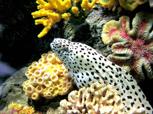 Splecione moray węgorzy (Gymnothorax favagineus) — Zdjęcie stockowe