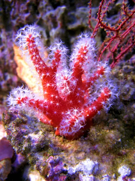 Koraal Alcyonium rood — Stockfoto