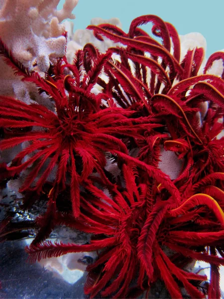 Morze Lily (Crinoidea) — Zdjęcie stockowe