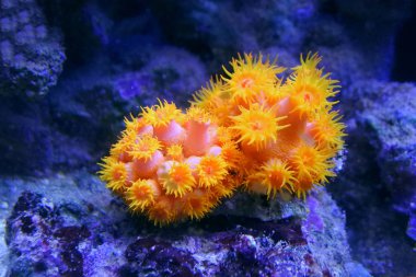 Tubastraea corals. Sun-Flower coral orange. 
