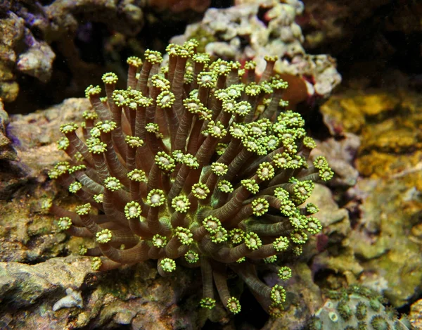 Goniopora. Koralle im Blumentopf — Stockfoto