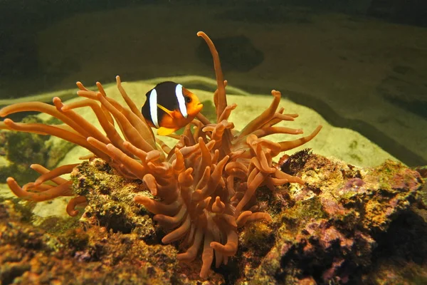 Ryba jest Amphiprion clarkii — Zdjęcie stockowe