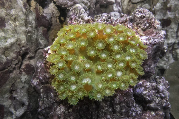 サンゴ (サンゴ塔) Turbinaria グリーン カップします。 — ストック写真