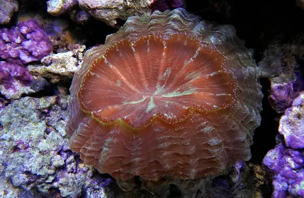 Scolymia コーラル。ドーナツ サンゴ。赤 — ストック写真